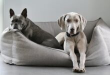 easy care protective dog breeds