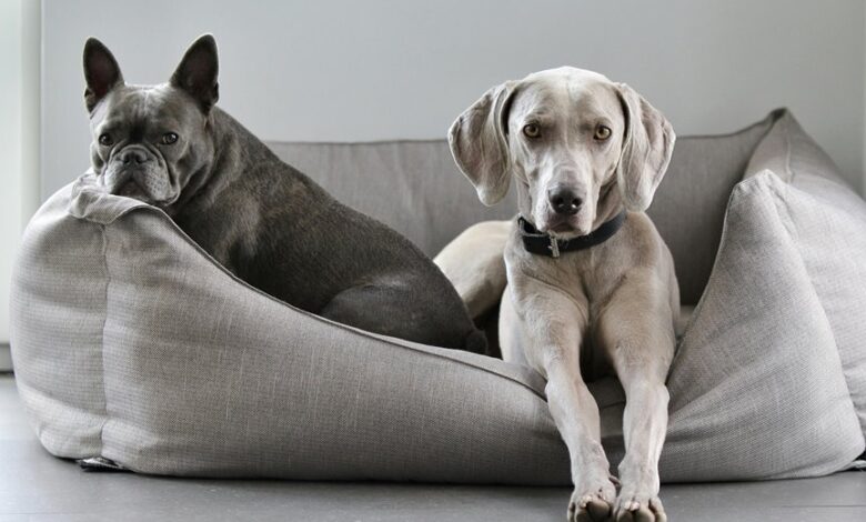 easy care protective dog breeds